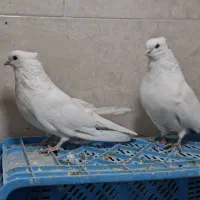 کفتر سفید چشم نوک سفید