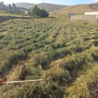 یونجه|گل و گیاه طبیعی|خواجه, |دیوار