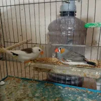 یک جفت فنچ با وسایل و قفس