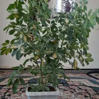 گل طبیعی