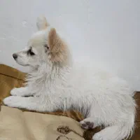 سگ پامر اشتیپتز