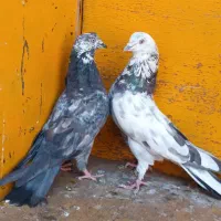 کبوتر پرشی غریب