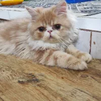 توله پرشین اصیل