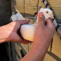 دم سفید