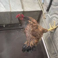 فروش خروس