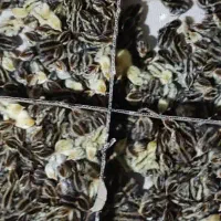 جوجه بلدرچین