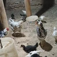 تخم مرغ نطه دار