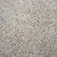 یک تن جو دارم برا فروش