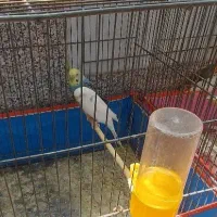 فنج جوان تازه کار و مرغ عشق