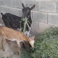 بز کراچی ‌