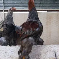خروس برهمابلو تستسترون بالا