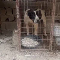 ماده الابای دوساله آماده واگذاری