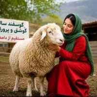 گوسفند زنده **۱۰ میلیون تومان ** زیر نرخ بازار
