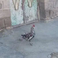 خروس گلین