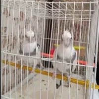 جفت عروس هلندی آلبینو پروانه ای مولدمجموعه ققنوس