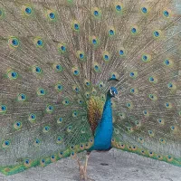 پر طاووس
