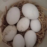 فروش تخم قوغاز