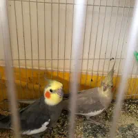 عروس هلندی. مولد و جوجه
