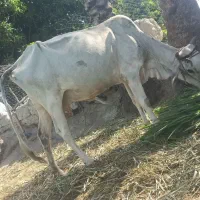 گاو ماده کاری هست. آبستن هست دوماهه قیمت145 نیکشهر