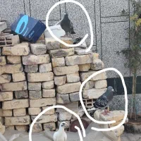 کبوتر پلاکی