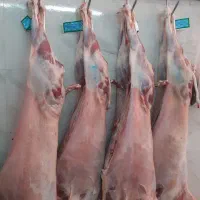 لاشه بره نر وماده