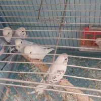 مرغ عشق