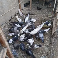 کبوتر فروشی