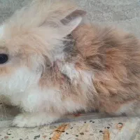 خرگوش