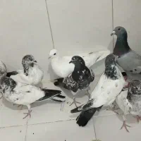 کفتر  پرشی