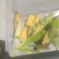 فروش علوفه ذرت درجه یک