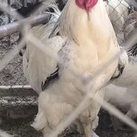 جوجه مولد برهما لایت و بلک غول‌پیکر و تخم نطفه دار