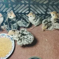 جوجه بوقلمون
