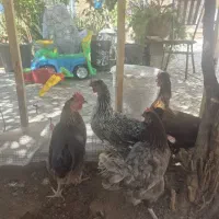 تعدادی مرغ خروس