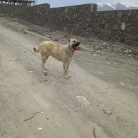 سگ سرابی