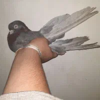کبوتر نوک قناری