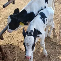 ۳راس گوساله نروماده صنعتی