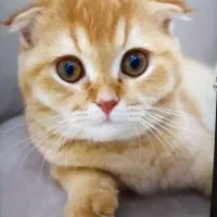 بچه گربه اسکاتیش ۹ماهه/واکسن تکمیل شده