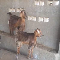 بز ابستن و کهره