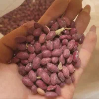 لوبیا قرمز یاقوتی