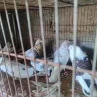کبوتر پرشی اس