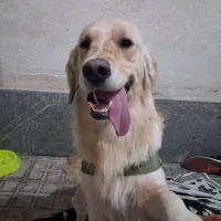 سگ گلدن