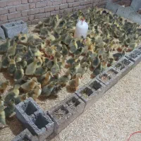 جوجه غاز دورگ محلی نژاد خوب ۲۰روزه