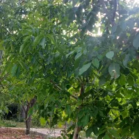 باغ-ویلای-بسیارسرسبز-مهرگان-کشمیری