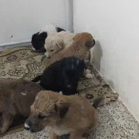 واگذاری توله 2 ماه میکس بومی
