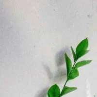 یونجه