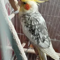 گمشده عروس هلندی