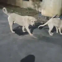 سگ پژدر عراقی