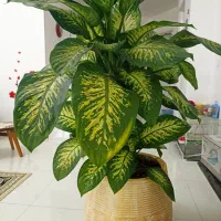 گل و گلدان طبیعی