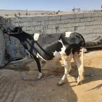 یک عدد گاو ابستن جوان