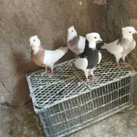 کبوتر